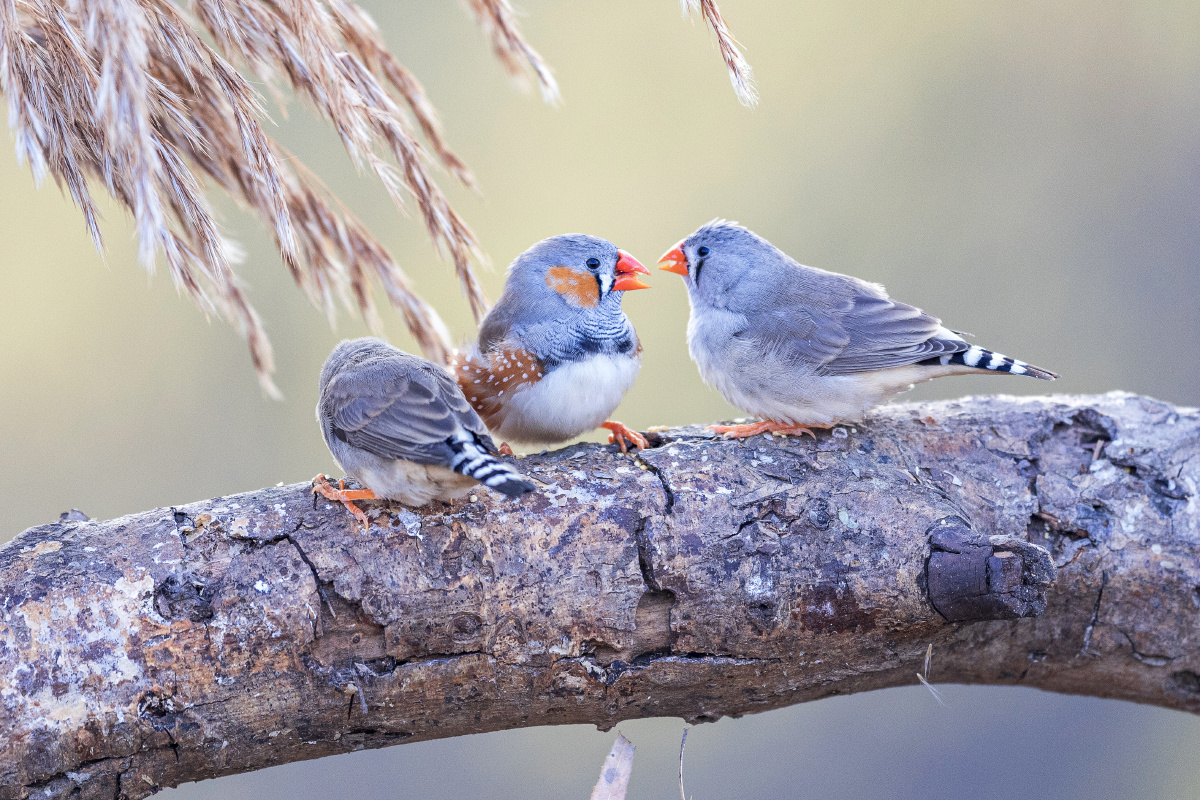 嬉戏的斑胸草雀 - 森淼-王玉明 - 图虫