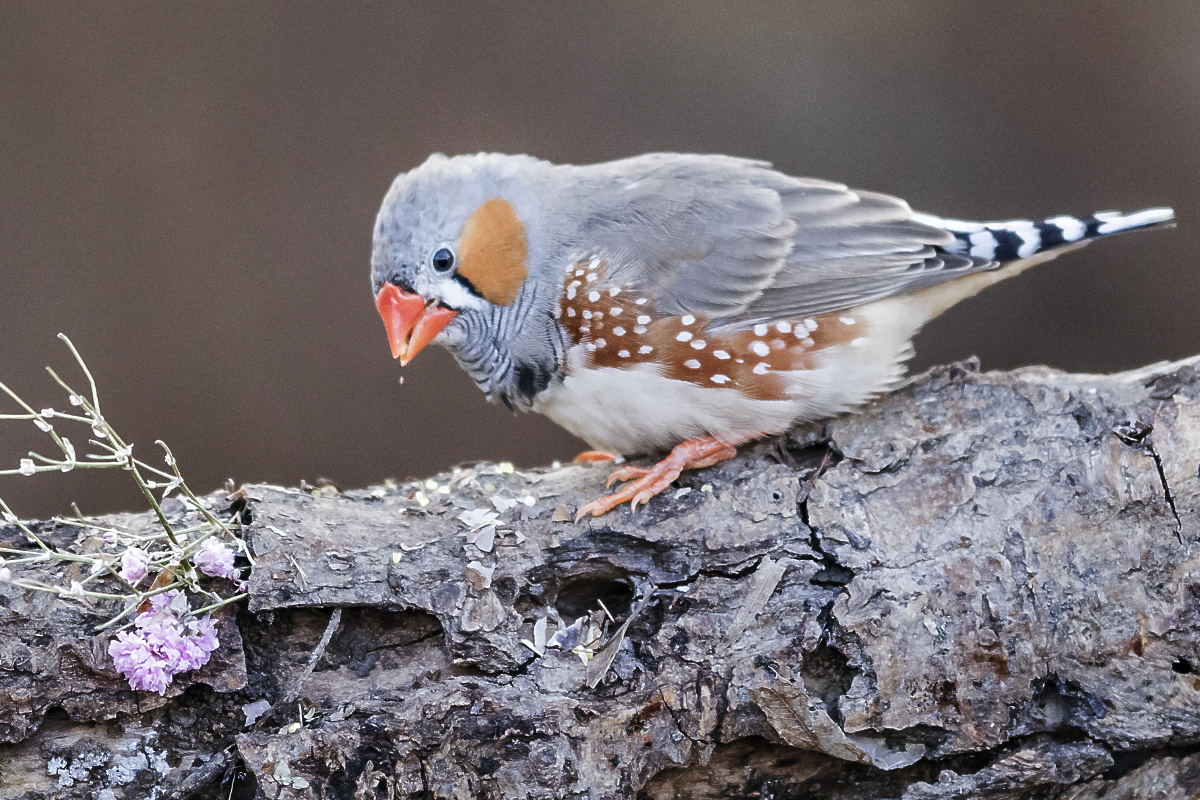 觅食的斑胸草雀. - 森淼-王玉明 - 图虫