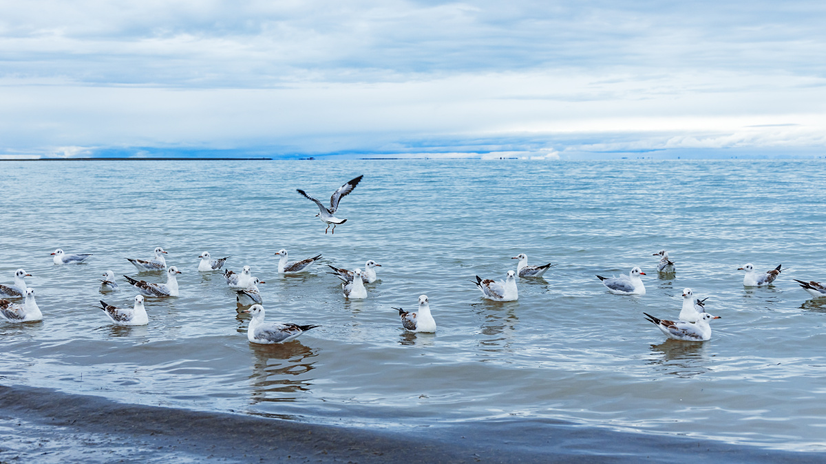 青海湖的红嘴鸥