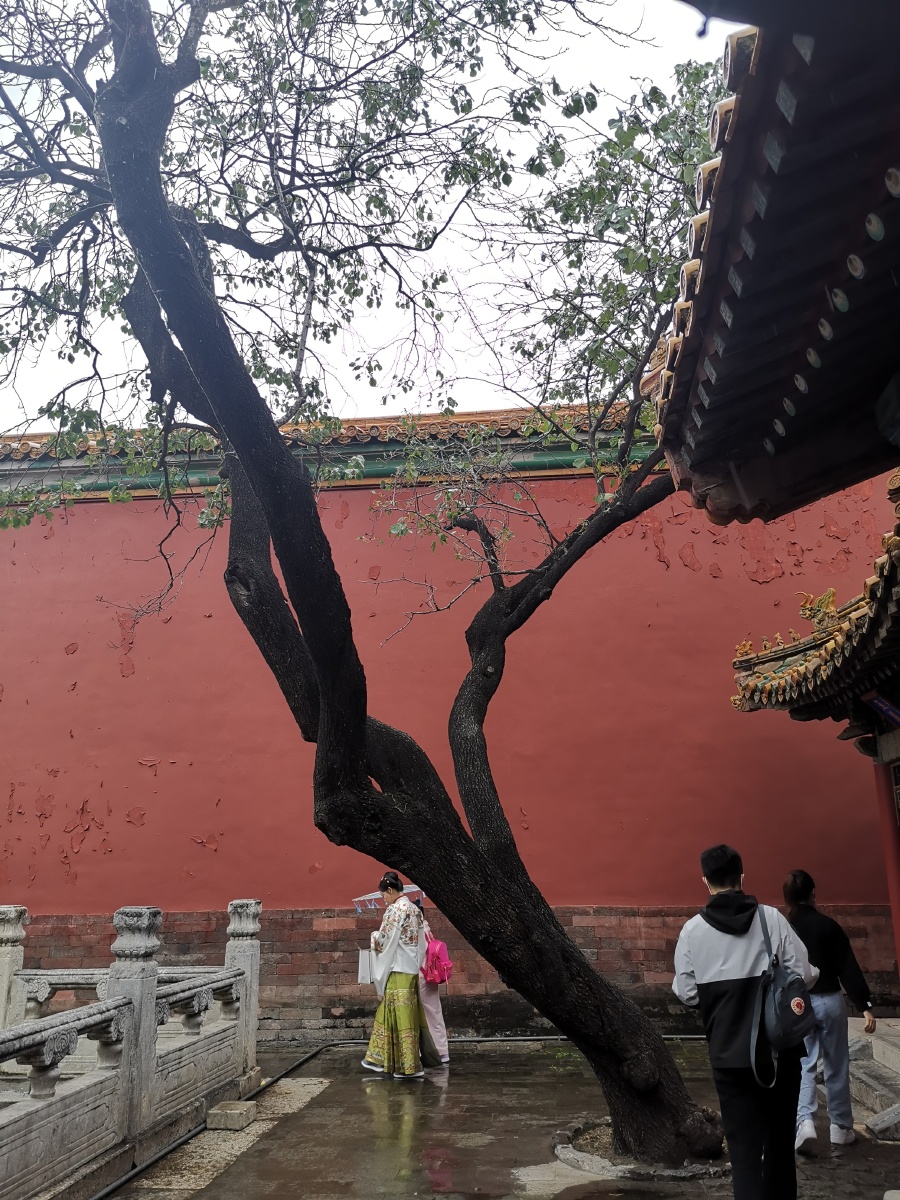 故宫里的各式各样造型的古树
