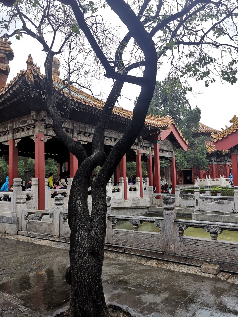 故宫里的各式各样造型的古树