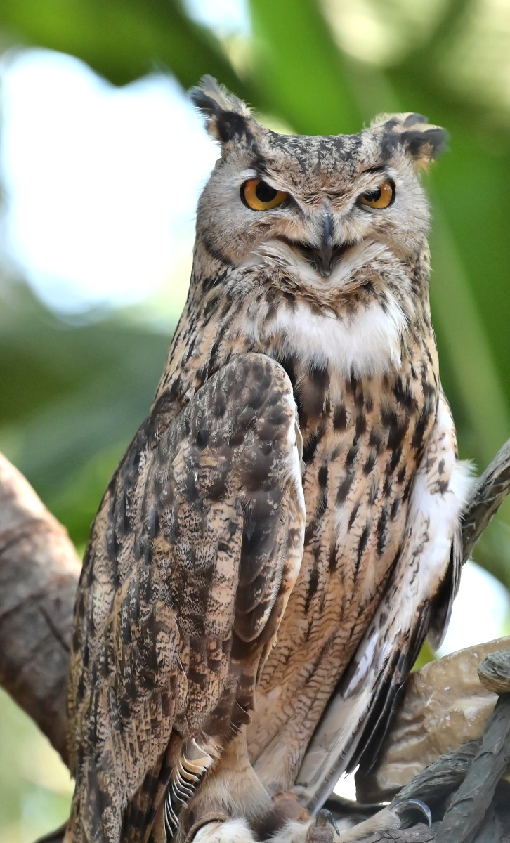金精火眼是他的标配笑脸迎人的猫头鹰却尽显他的可爱