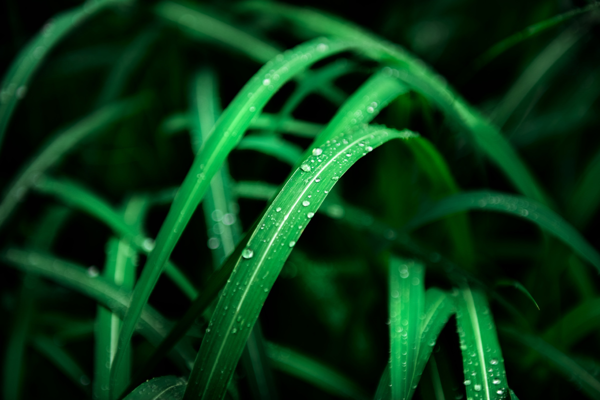 带露水的绿色草叶