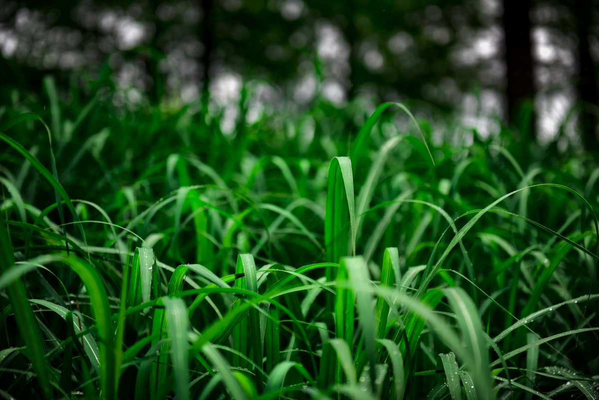 带露水的绿色草叶