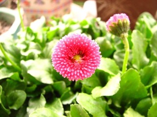 英系雏菊