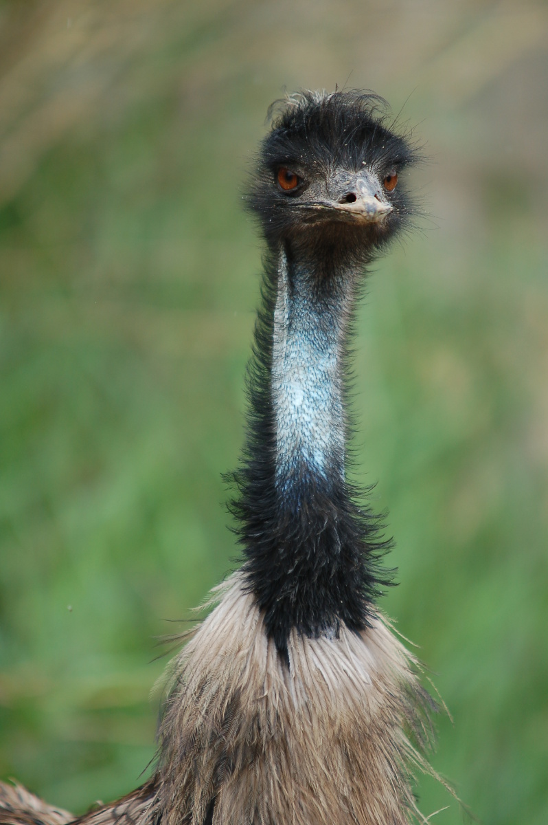 动物肖像【鸸鹋】澳大利亚产的一种大型走禽,是仅次于鸵鸟的最大鸟