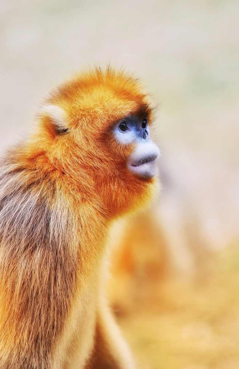 动物影像秦岭深处的大山精灵金丝猴