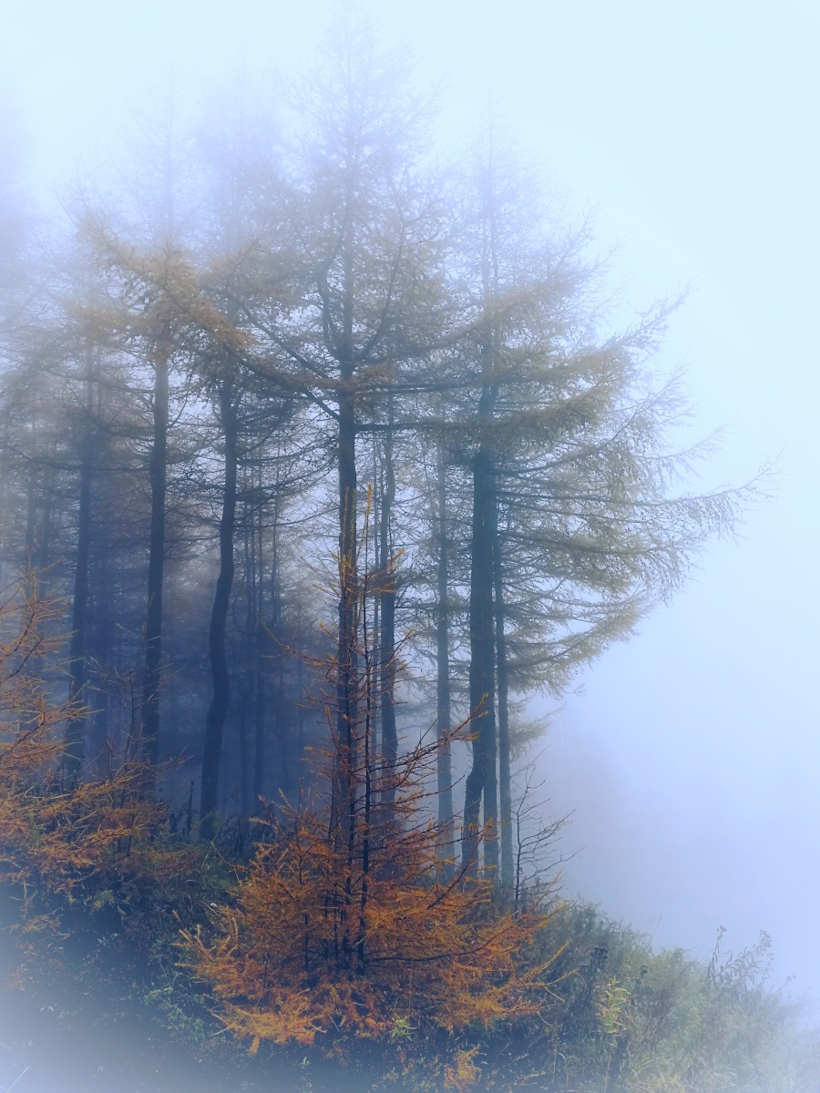 满山无翠色,雾林待春风 - 阅途中国 - 图虫