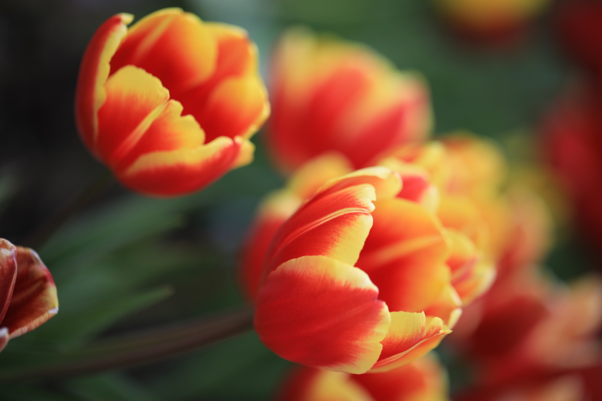 最爱红黄双色郁金香春节摄于上海植物园