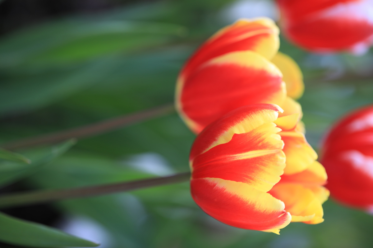最爱红黄双色郁金香春节摄于上海植物园