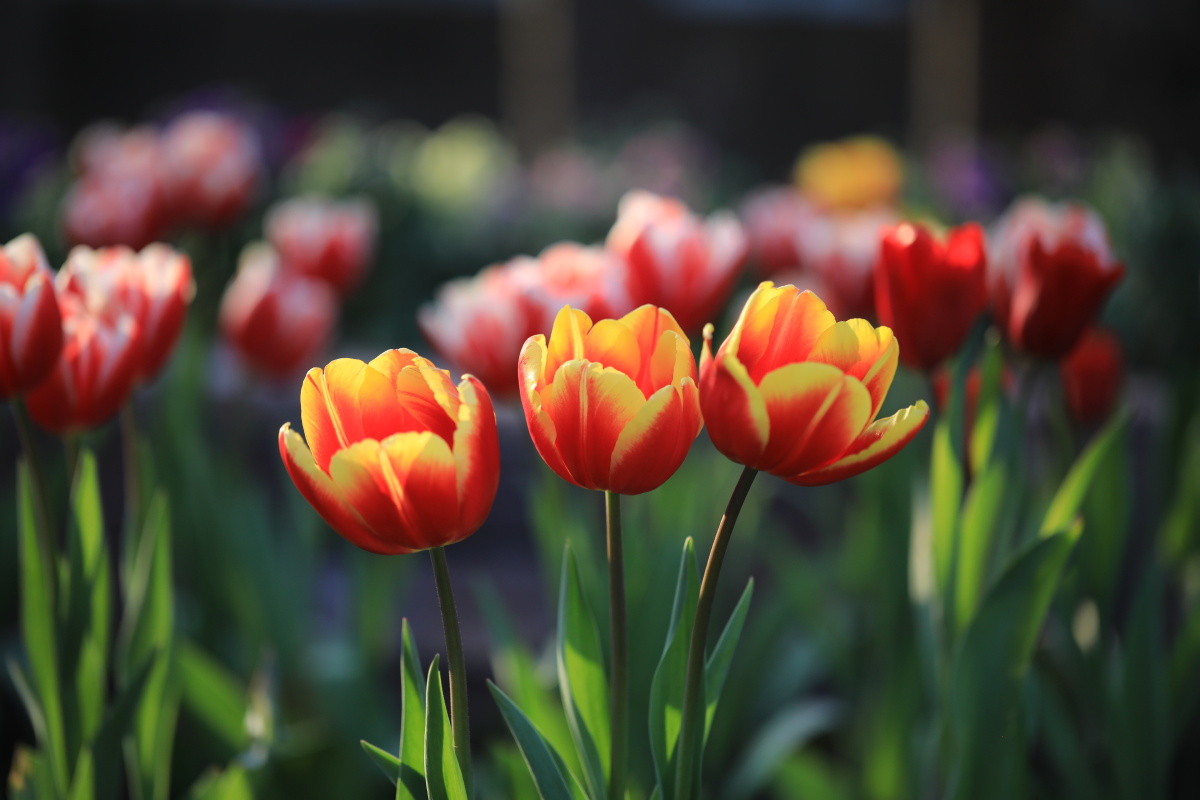 最爱红黄双色郁金香春节摄于上海植物园