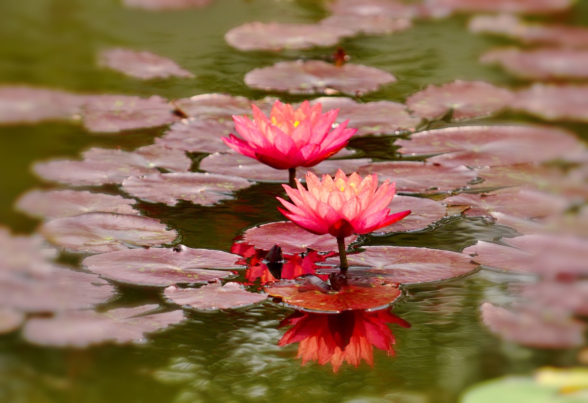 一汪碧池睡美人