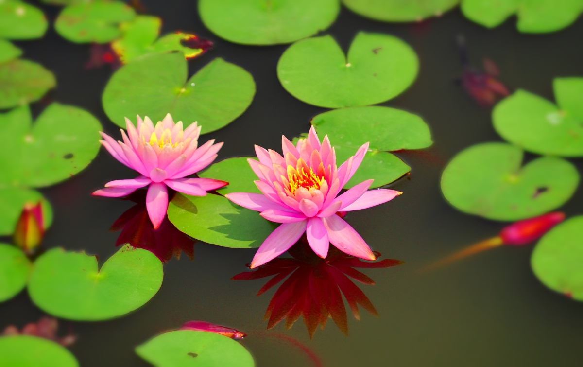 一汪碧池睡美人