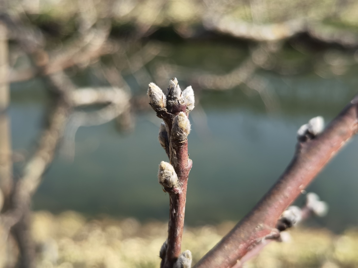 桃树嫩芽生命
