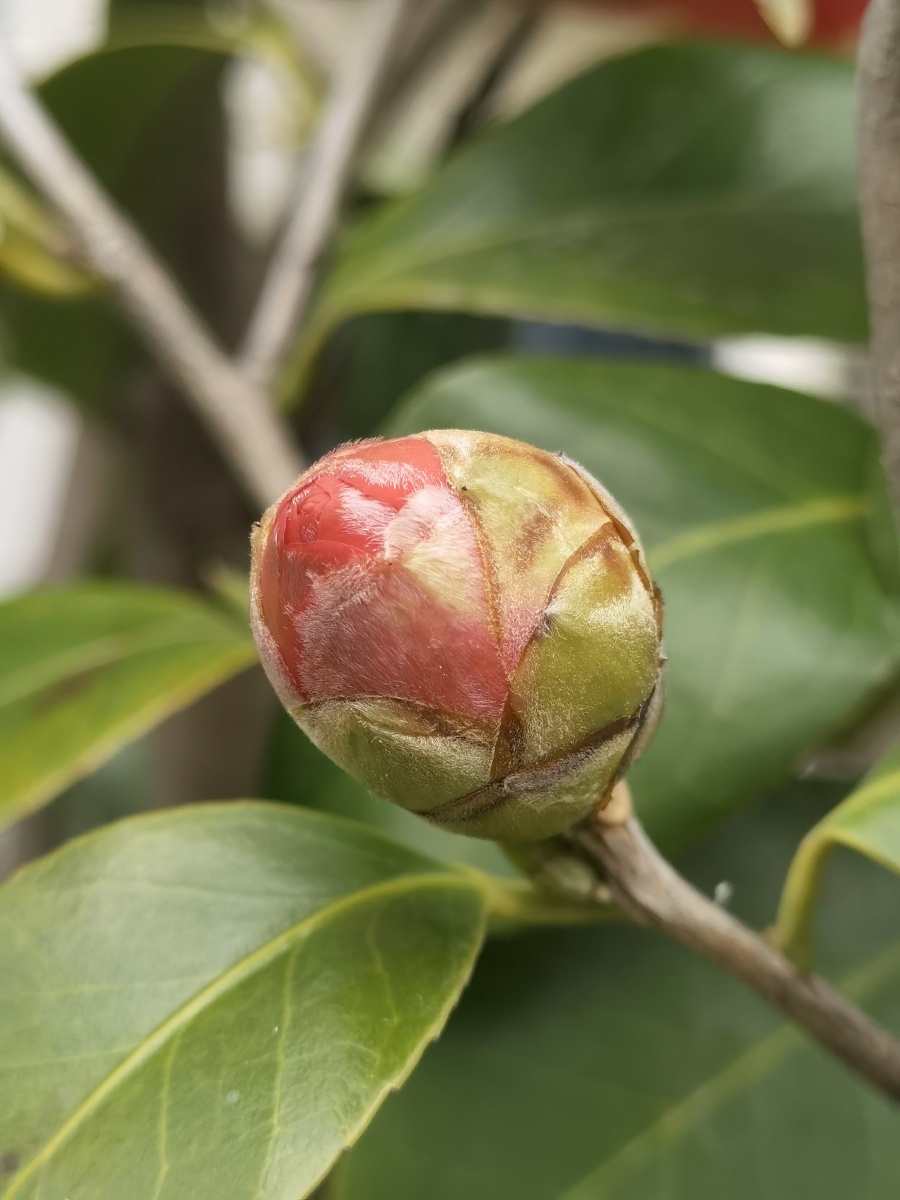 含苞待放的茶梅