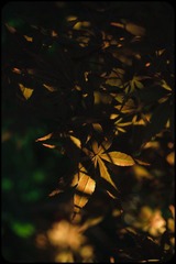 _SUN0184