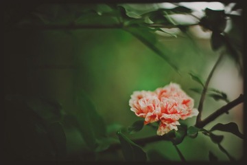 _SUN258620110626