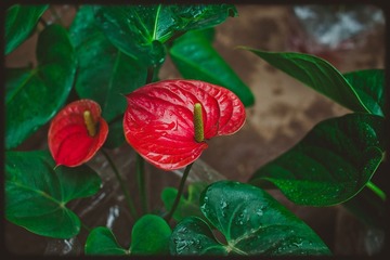 _SUN8493