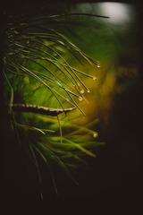_SUN9065