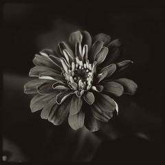 _SUN9249