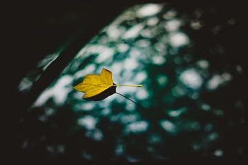 _SUN9244.jpg