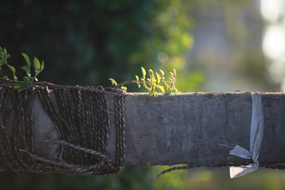 安哥摄影 - 图虫