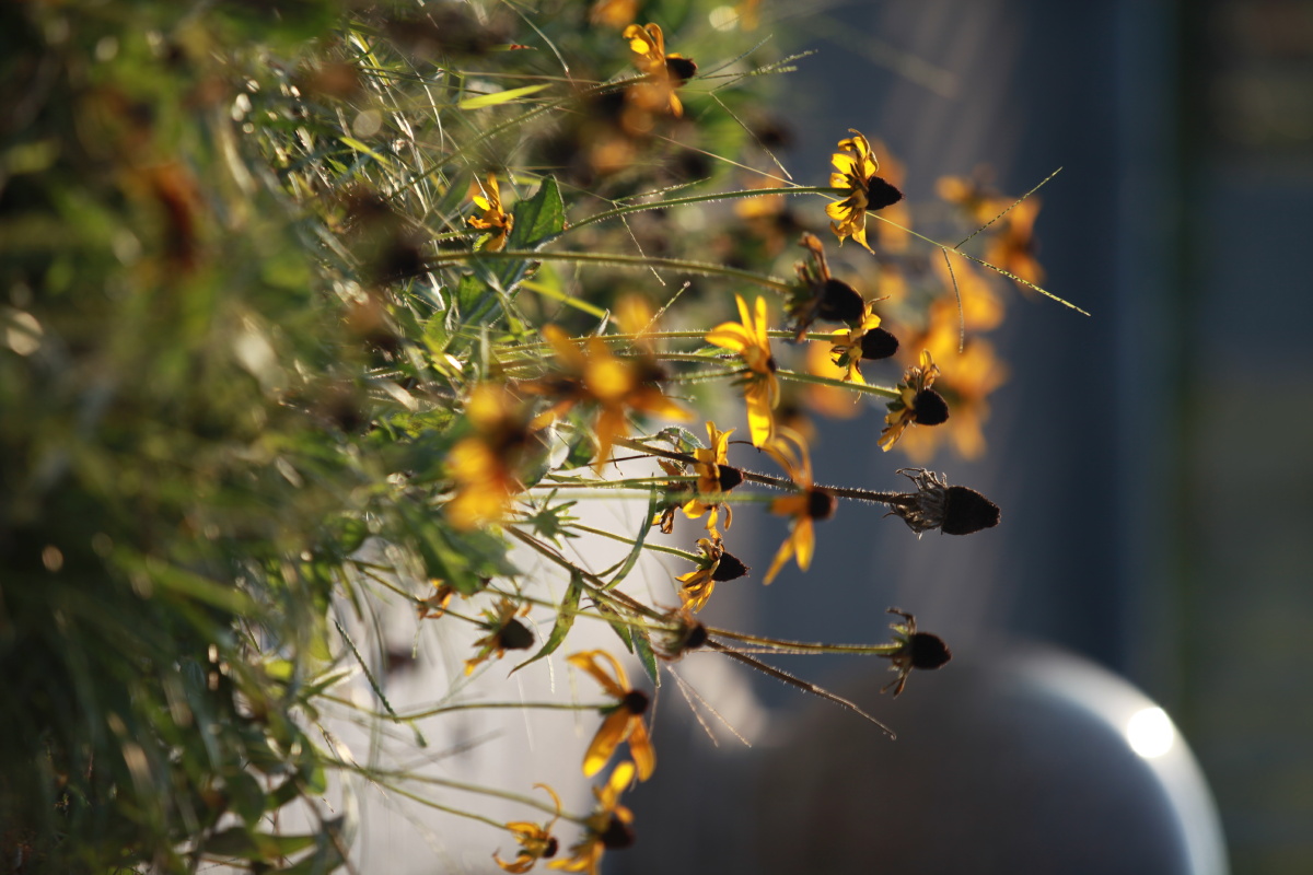 安哥摄影 - 图虫