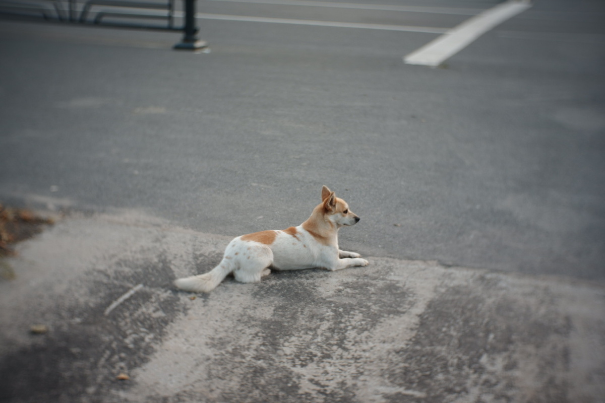 安哥摄影 - 图虫