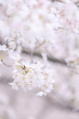 1CF86B1E-3E93-4DDB-B541-DE952C544DFD/L0/001