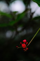 2010727
