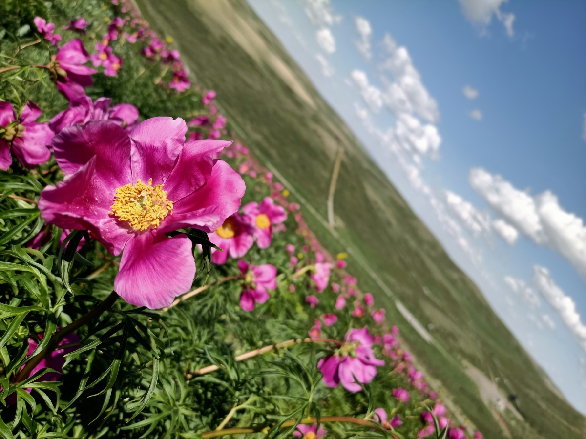 新疆裕民县山花烂漫