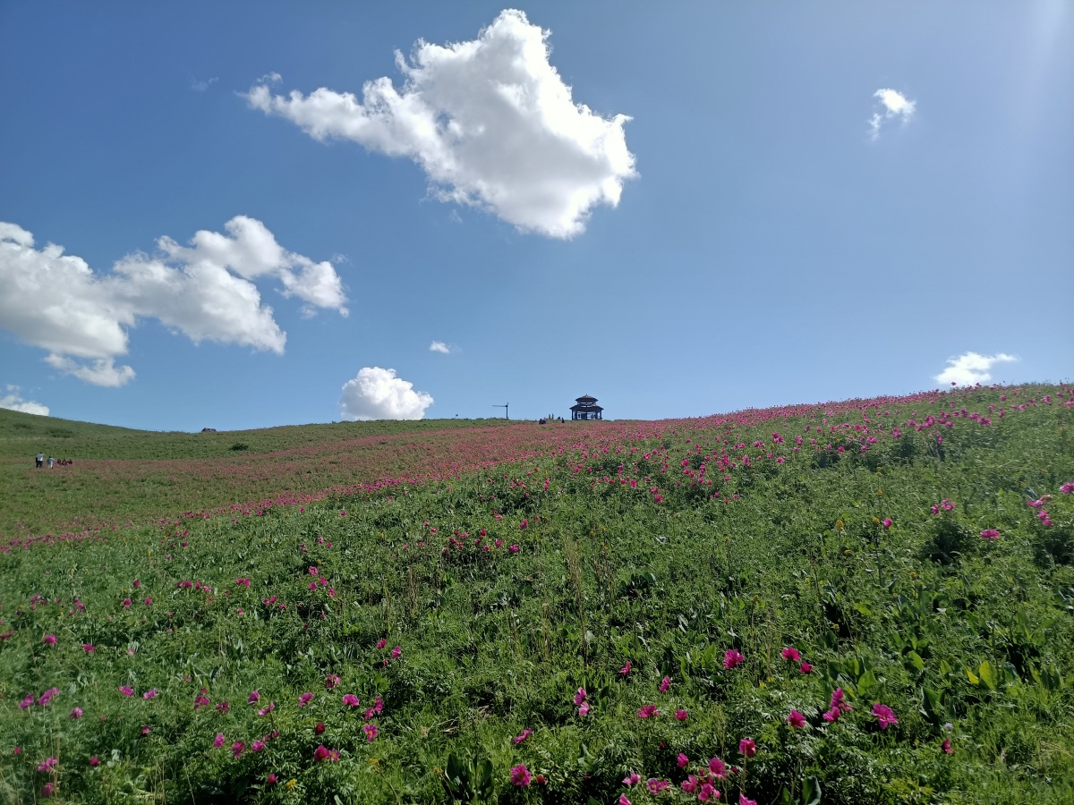 新疆裕民县山花烂漫