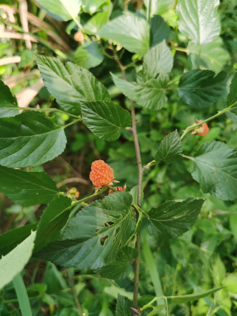 天然树莓 也叫:萢98 - 楚兰教育冷晓蝶 - 图虫