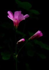 小花