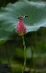 蜻蜓