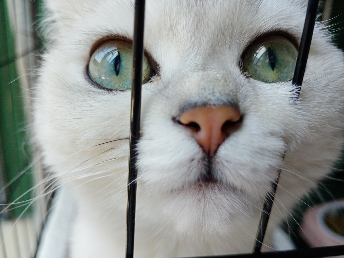 它们的眼睛里都是对自由的渴望与向往