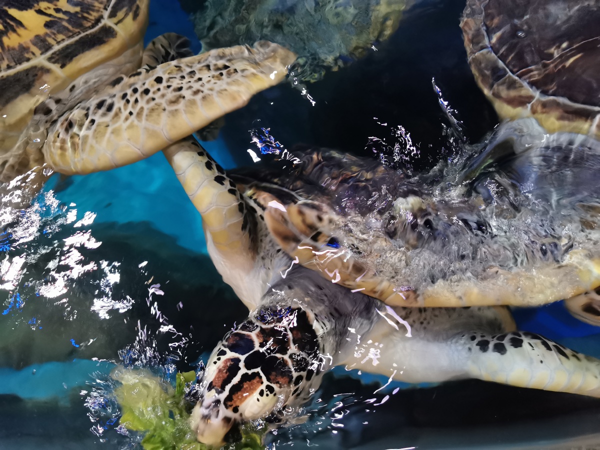 在吃东西的小海龟