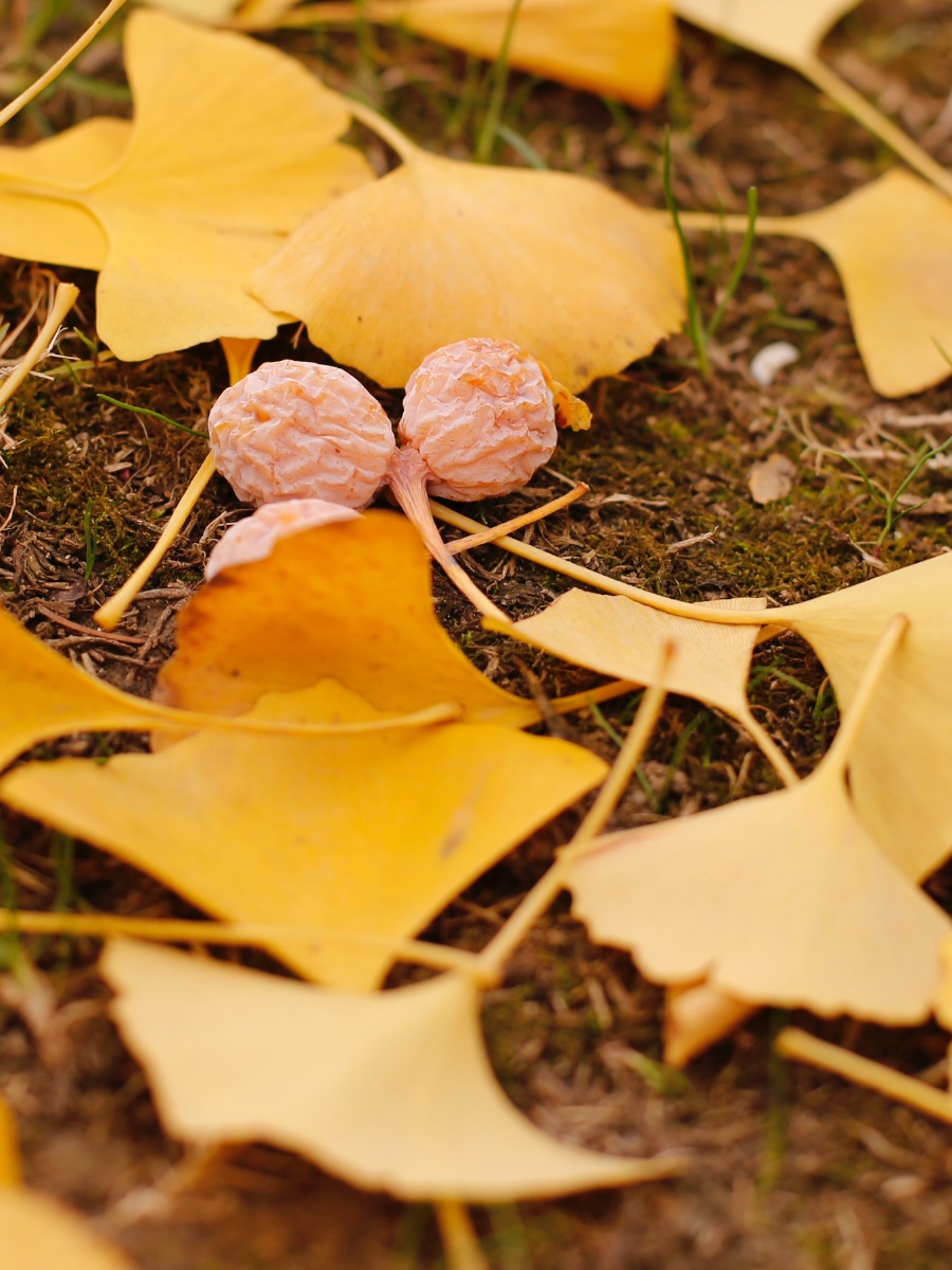 银杏色冬天满地金黄的落叶