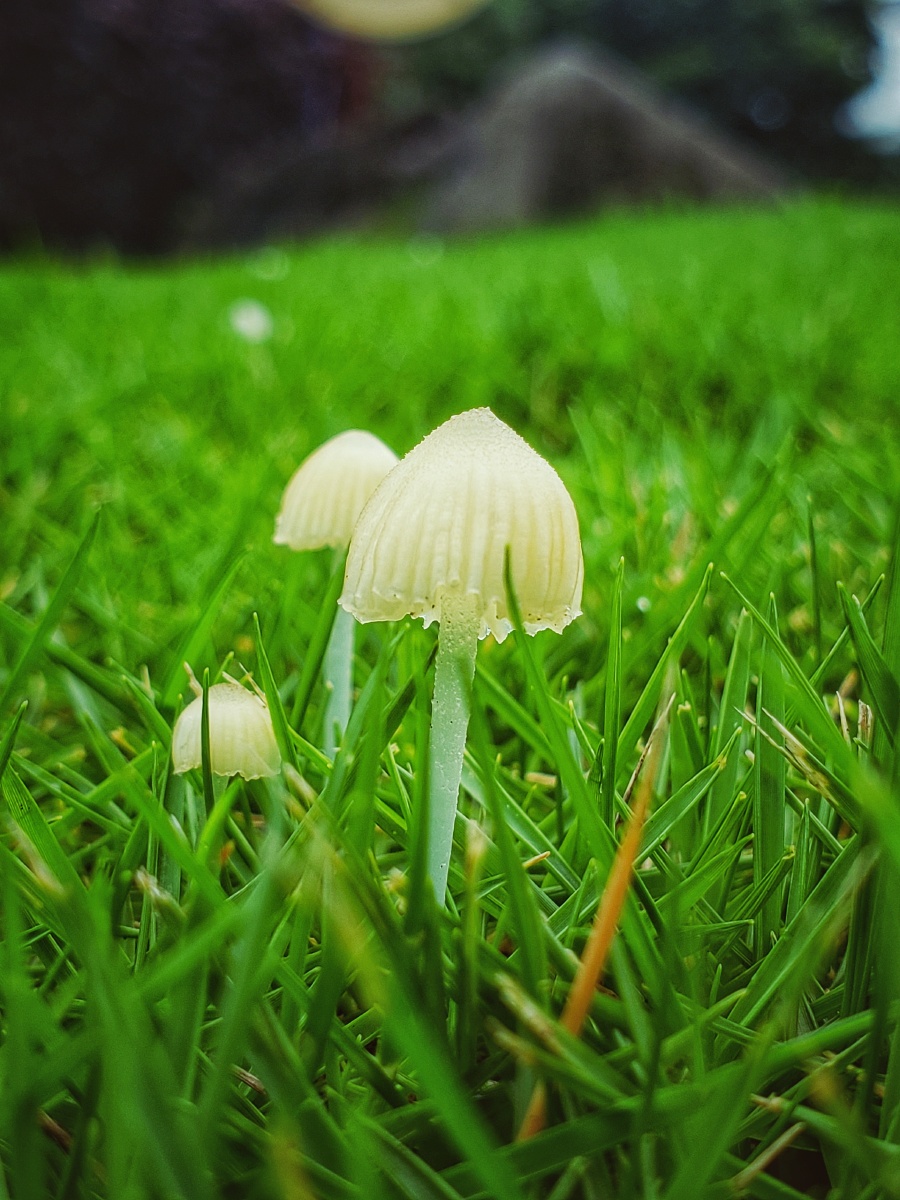 雨后的蘑菇