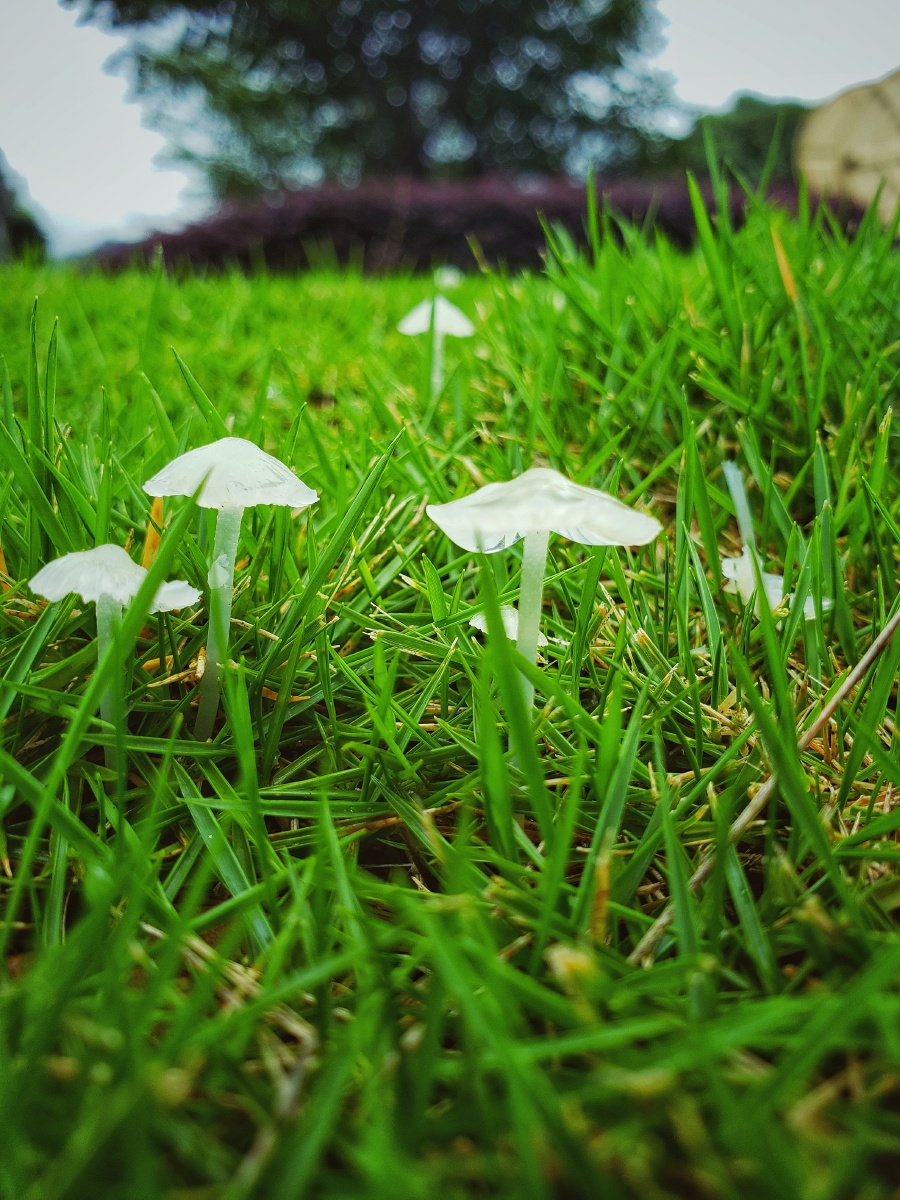 雨后的蘑菇