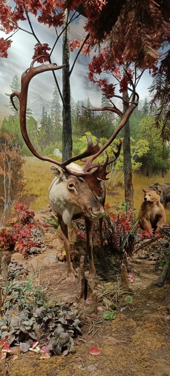 西湖文化博物馆公鹿的标本