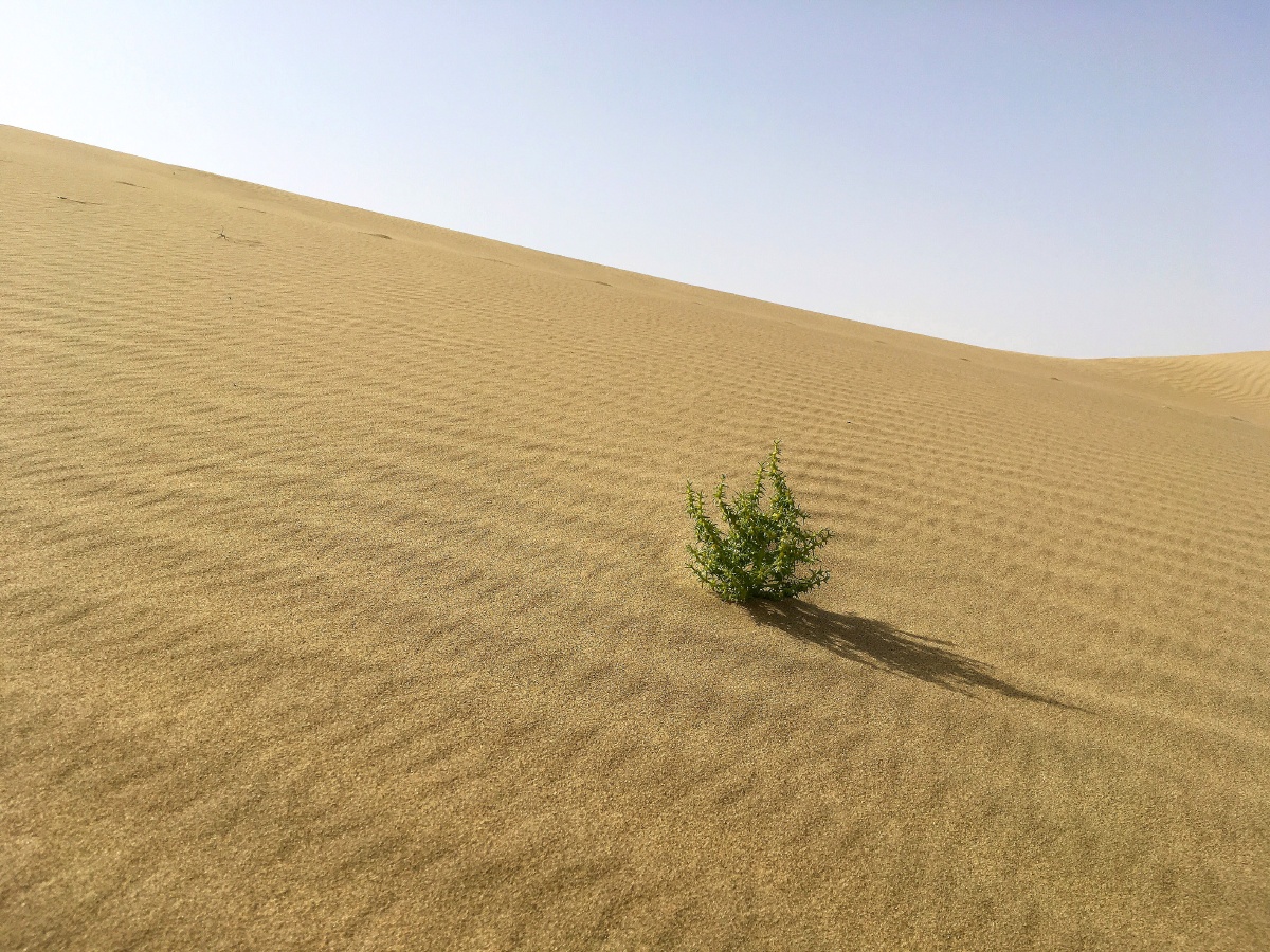 沙漠里的一株绿色植物