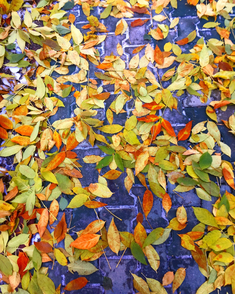 落叶最后的绚丽 - 夏天小河在新疆 - 图虫