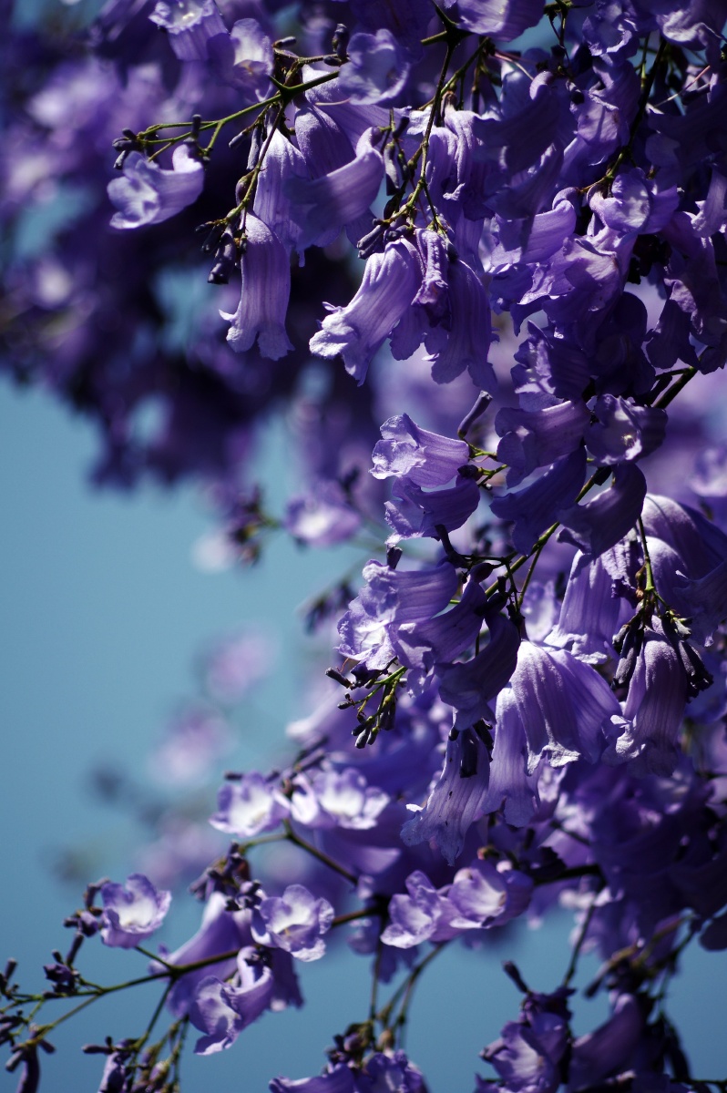 城市里的浪漫风景94蓝花楹 - 摄影老饶 - 图虫