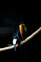DSC_1135+
