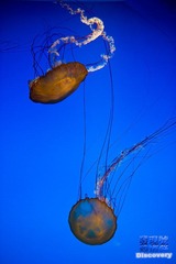 DSC_0184+