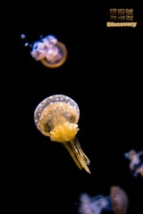 DSC_0190+