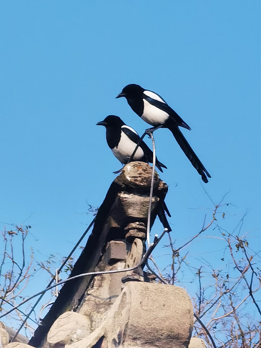 黑白的喜鹊是传递家书的邮递员