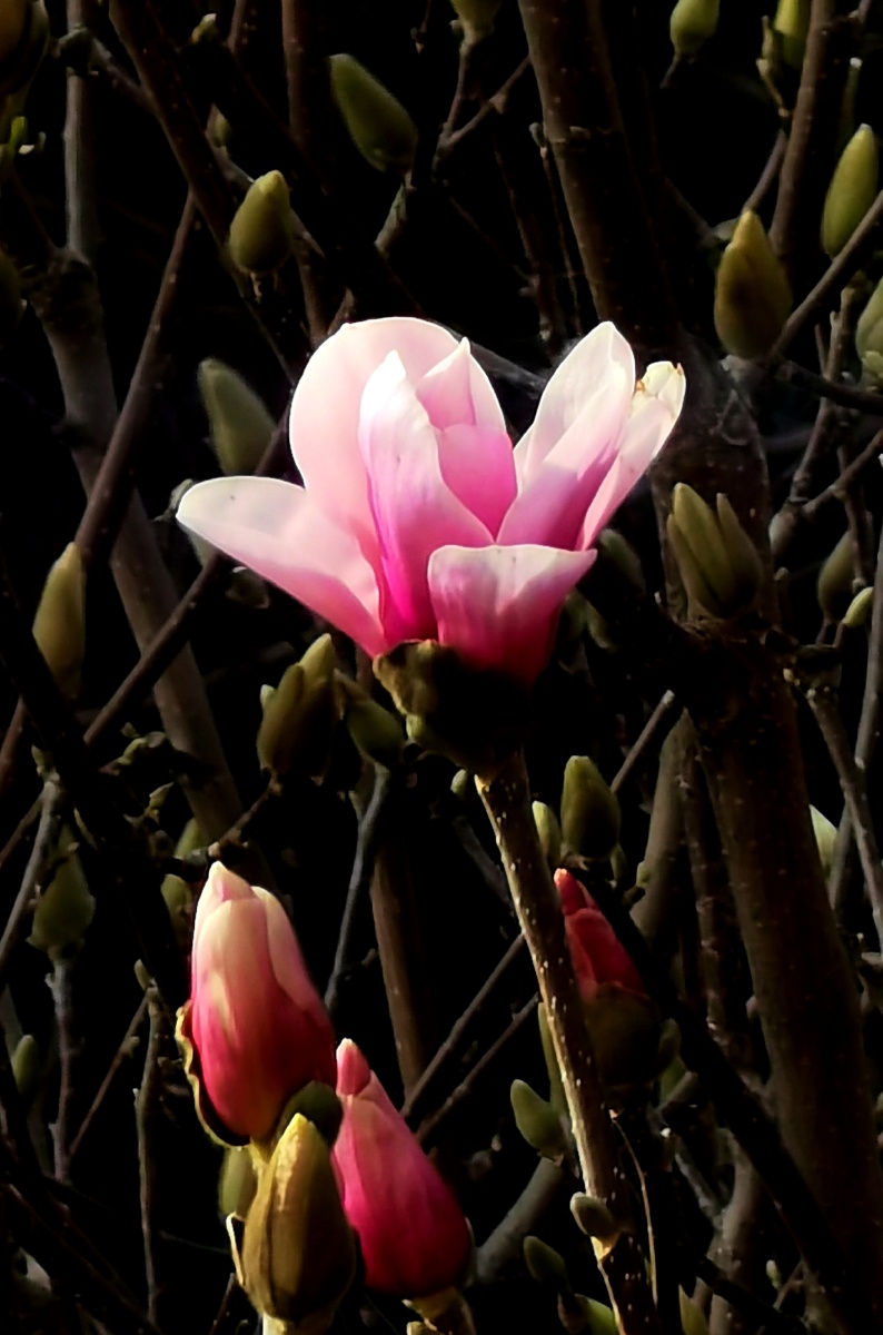 作品玉兰花初绽2021年2日22日安徽淮北市早九点多钟拍窗外楼下玉兰花