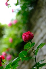 BD3B25A2-FC76-4DD7-B7FF-63D50E605D4F/L0/001